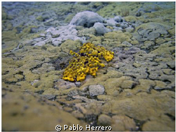 yellow Sponges by Pablo Herrero 